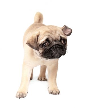 Beyaz arka plan üzerinde şirin pug köpek yavrusu