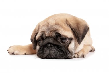 Beyaz arka plan üzerinde şirin pug köpek yavrusu
