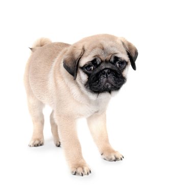 Beyaz arka plan üzerinde şirin pug köpek yavrusu