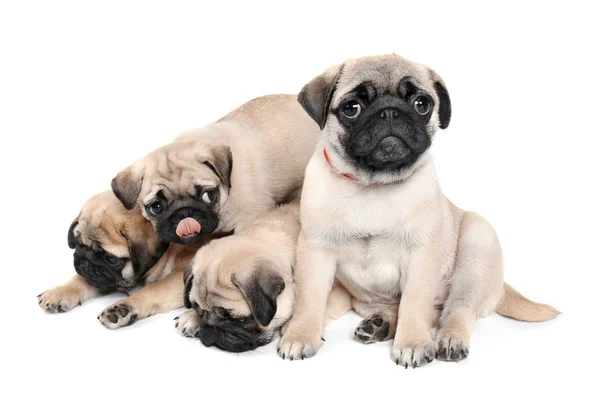Cute pug puppies on white background — Stock Photo, Image