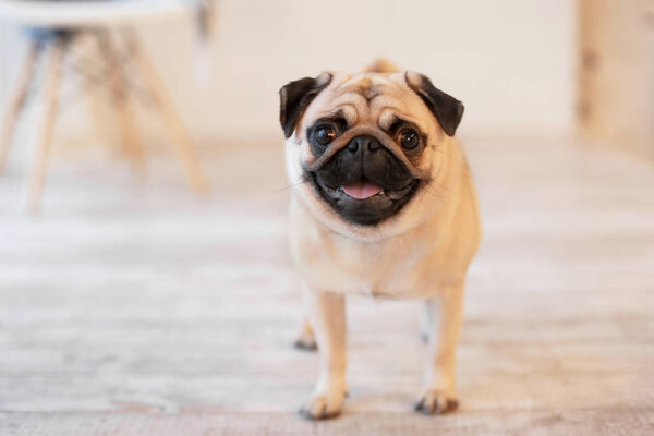 Cute pug dog on floor at home