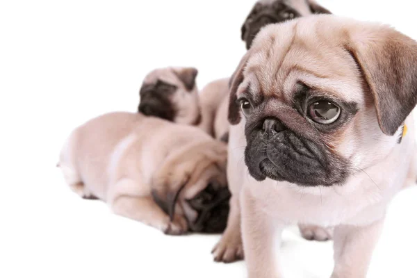 Beyaz arka plan üzerinde şirin pug yavruları — Stok fotoğraf