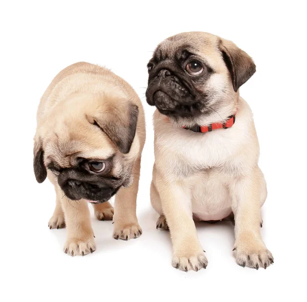 Cute pug puppies on white background Royalty Free Stock Images