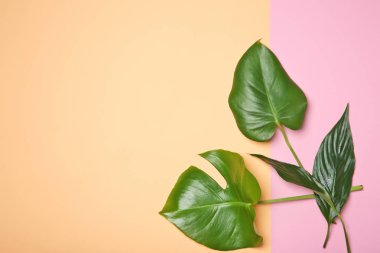 yeşil tropik yapraklar 