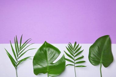 yeşil tropik yapraklar 