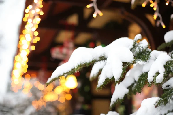 Fir tree branch covered with snow on blurred background — Stock Photo, Image