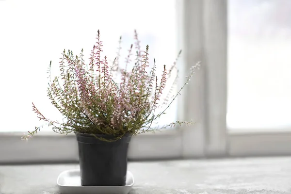 Zimmerpflanze mit winzigen Blüten auf der Fensterbank — Stockfoto