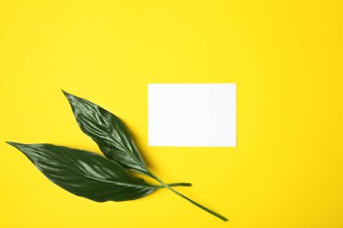 Tropikal renk arka plan üzerinde düz yatıyordu bırakır