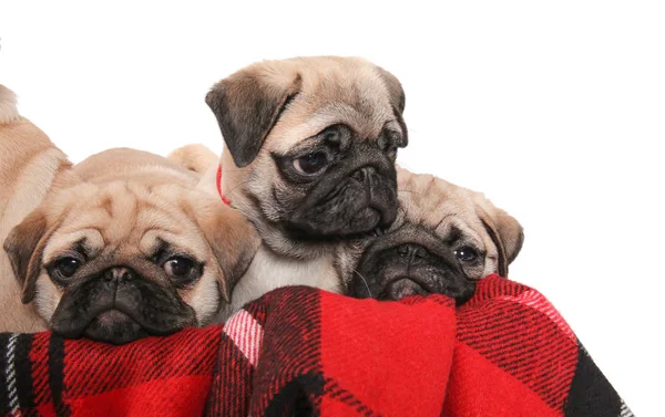 Lindos Cachorros Cachorro Caja Con Cuadros Suaves Sobre Fondo Blanco —  Fotos de Stock