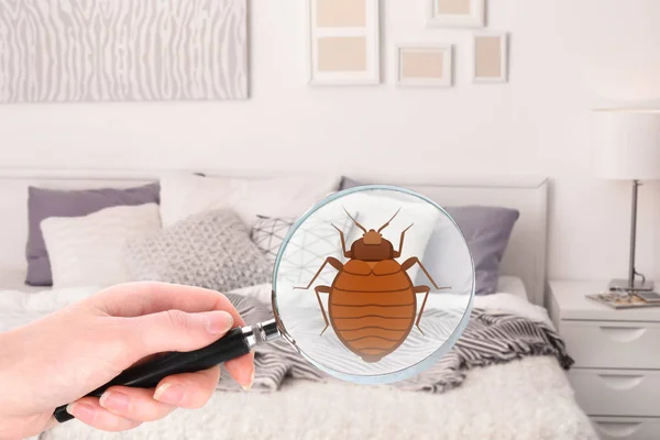 Woman Magnifying Glass Detecting Bed Bug Bedroom — Stock Photo, Image