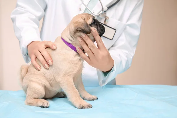 Κτηνίατρος Εξέταση Χαριτωμένο Πατημασιά Κουτάβι Στην Κλινική — Φωτογραφία Αρχείου