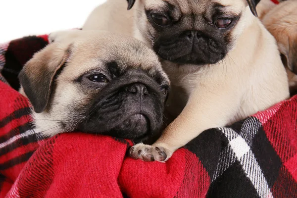 Niedliche Mops Welpen Auf Weichem Plaid Nahaufnahme — Stockfoto