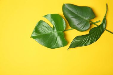 Tropikal renk arka plan üzerinde düz yatıyordu bırakır