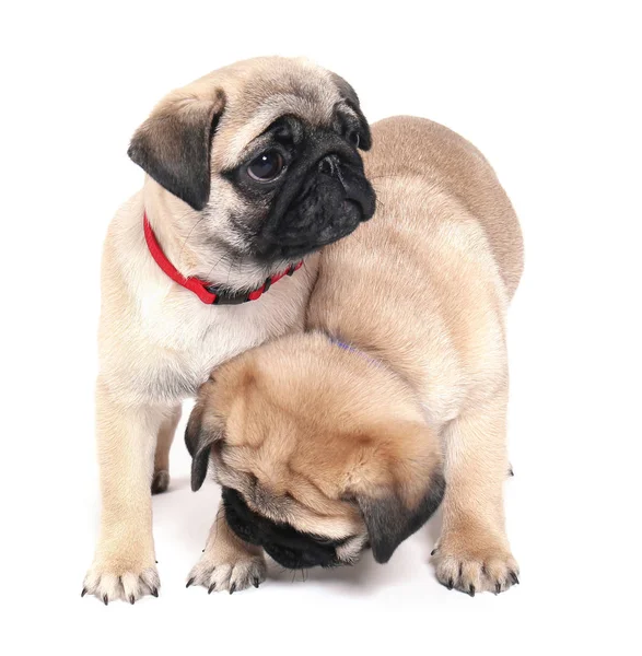 Cute Pug Puppies White Background — Stock Photo, Image
