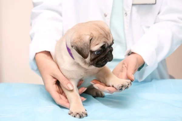 Veterinární Lékař Zkoumá Roztomilý Mops Štěně Klinice — Stock fotografie