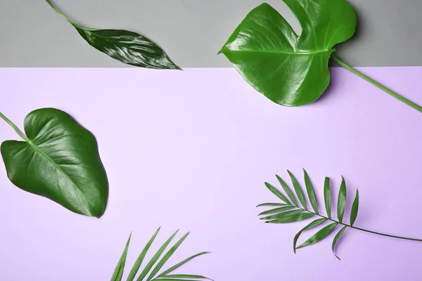 Tropiska Löv Färg Bakgrunden Platt Låg — Stockfoto