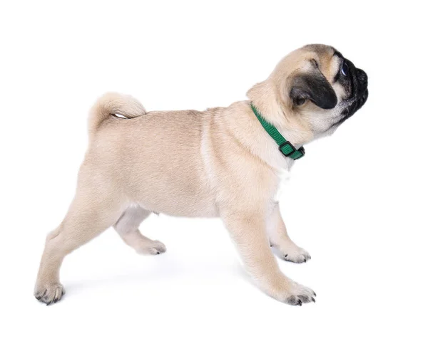 Cute Pug Puppy White Background — Stock Photo, Image