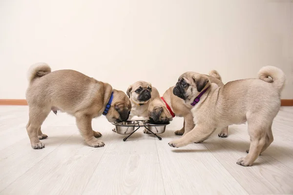 Cute pug puppies eating at home