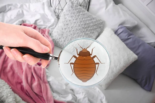 妇女与放大镜检测床臭虫在卧室里 — 图库照片