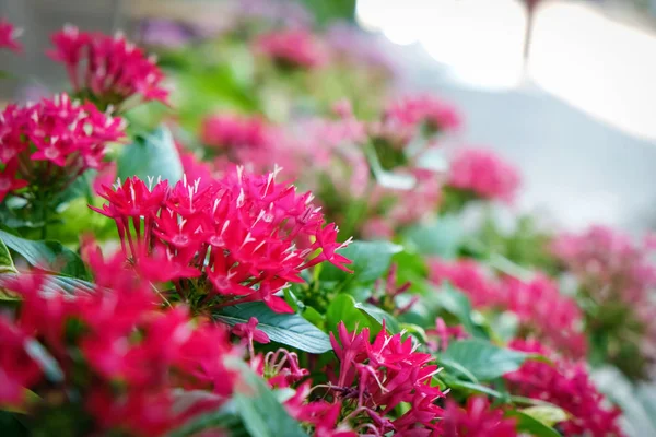 Bellissimi fiori tropicali all'aperto — Foto Stock