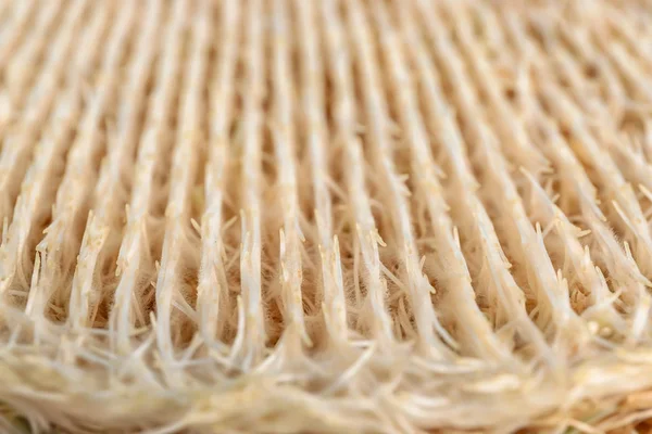 Radici di semi di erba di grano germogliato, primo piano — Foto Stock