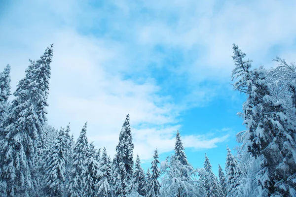 Vackra snöiga skogen vinterdag — Stockfoto