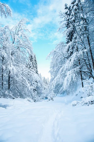 Bela paisagem de floresta nevada no dia de inverno — Fotografia de Stock