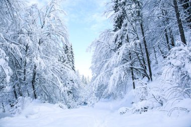 Güzel snowy orman manzara kış gününde