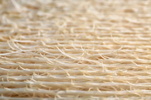 Корни проросших семян пшеницы, крупный план — стоковое фото