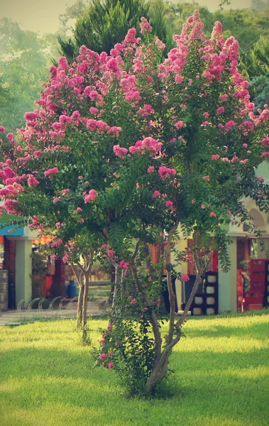 Hermoso árbol en flor al aire libre — Foto de Stock