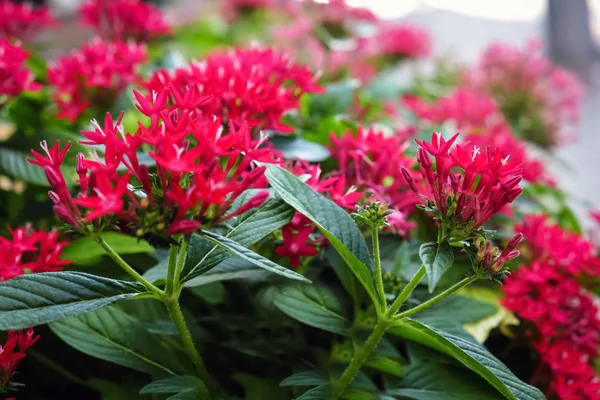 Hermosas flores tropicales al aire libre —  Fotos de Stock