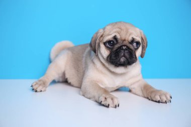 Renk arka plan karşı yalan şirin pug köpek yavrusu