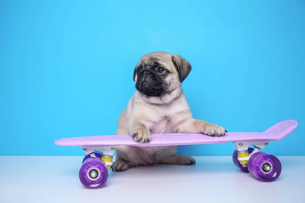 Cute pug puppy with skateboard on color background — Stock Photo, Image