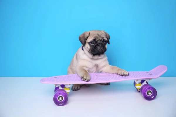 Cute pug puppy with skateboard on color background