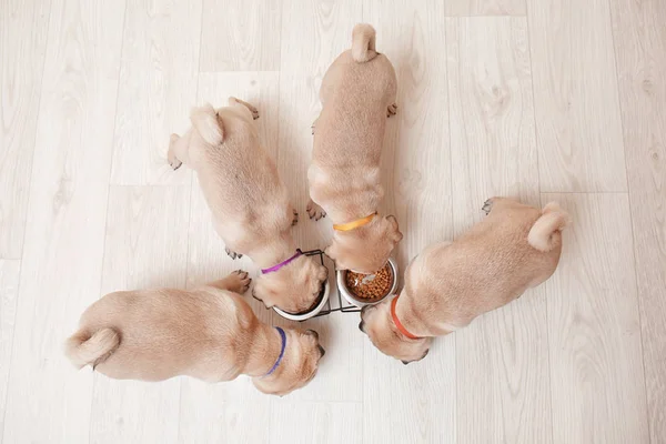 Lindos cachorros cachorros comiendo en casa —  Fotos de Stock