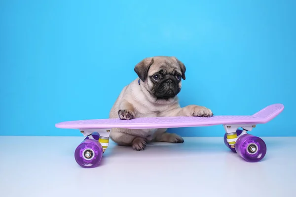Cute pug puppy with skateboard on color background — Stock Photo, Image