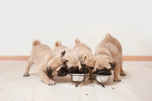 Schattige Mops pups eten thuis — Stockfoto
