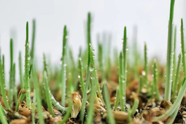 Sprouted wheat grass seeds with water drops, closeup — Stock Photo, Image