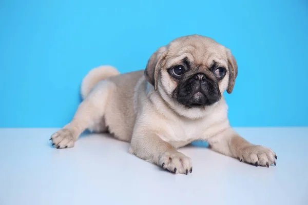 Renk arka plan karşı yalan şirin pug köpek yavrusu — Stok fotoğraf