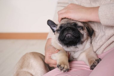 Şirin pug köpek yavrusu katta evde oturan kadın