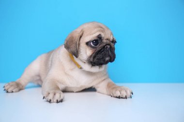 Renk arka plan karşı yalan şirin pug köpek yavrusu