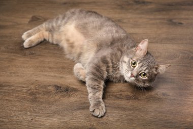 Ahşap yerde yatarken komik kilolu kedi