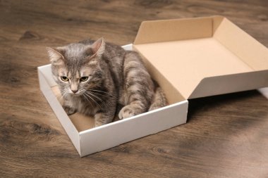 Pizza kutusu ahşap zemin üzerinde komik kilolu kedi