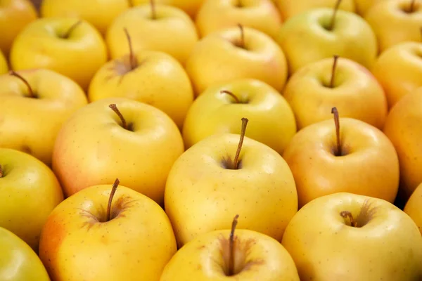 Sabrosas manzanas amarillas maduras — Foto de Stock