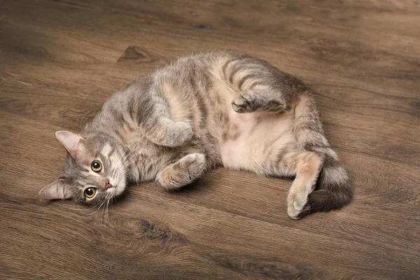Grappige overgewicht kat liggend op houten vloer — Stockfoto