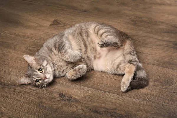 Divertido gato con sobrepeso acostado en el suelo de madera — Foto de Stock