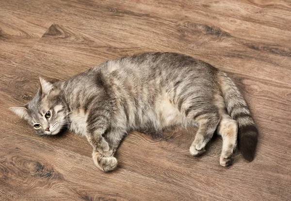 Divertido gato con sobrepeso acostado en el suelo de madera — Foto de Stock