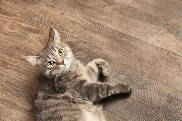 Αστεία υπέρβαρη γάτα ξαπλωμένος στο ξύλινο πάτωμα — Φωτογραφία Αρχείου