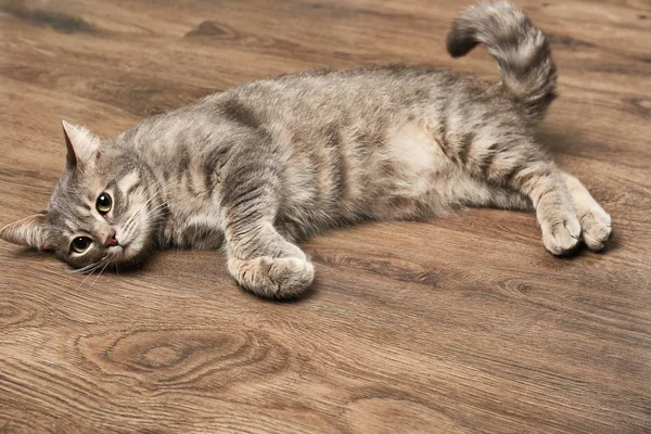 Funny overweight cat lying on wooden floor — Stock Photo, Image