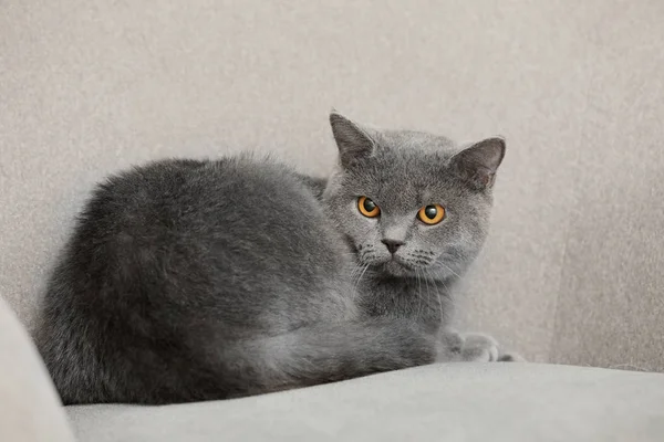 Cute British shorthair cat, indoors — Stock Photo, Image